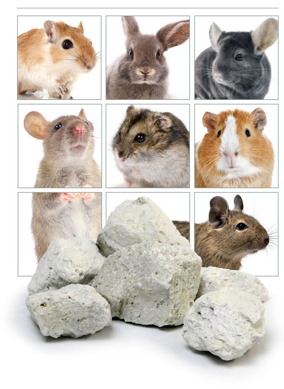 rodents and rabbits need to chew